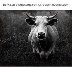 Longhorn Cattle Portrait Canvas Wall Art